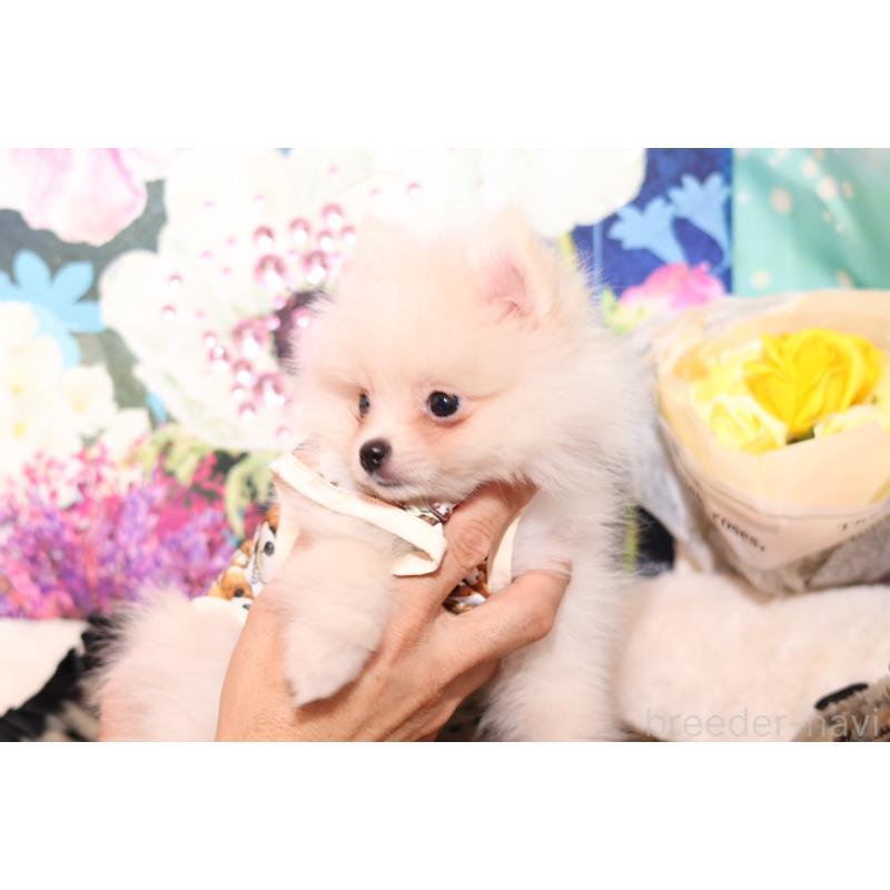 成約済の大阪府のポメラニアン-409538の2枚目