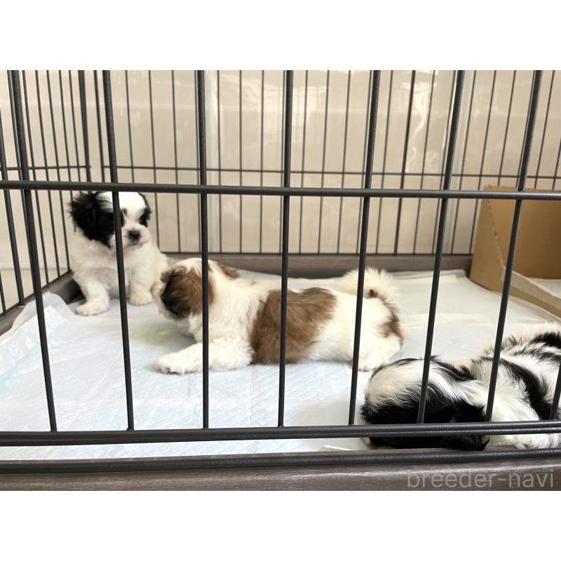 商談中の秋田県のマルシーズー:マルチーズ×シーズー-411355の2枚目