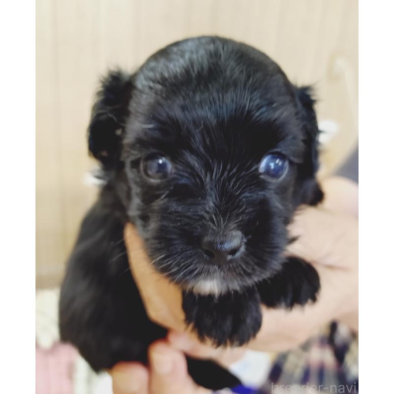 販売中の兵庫県のミックス犬-411364の3枚目