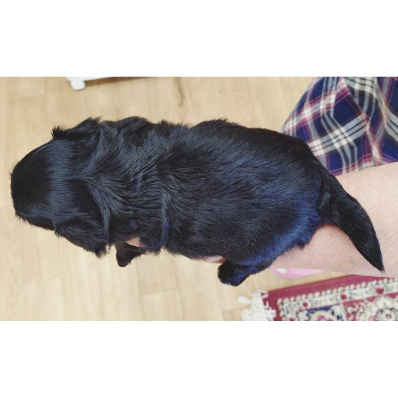 販売中の兵庫県のミックス犬-411364の2枚目
