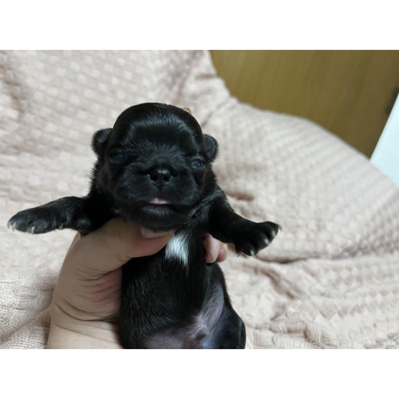 販売中の福岡県のチワワ(ロングコート)-411371の1枚目