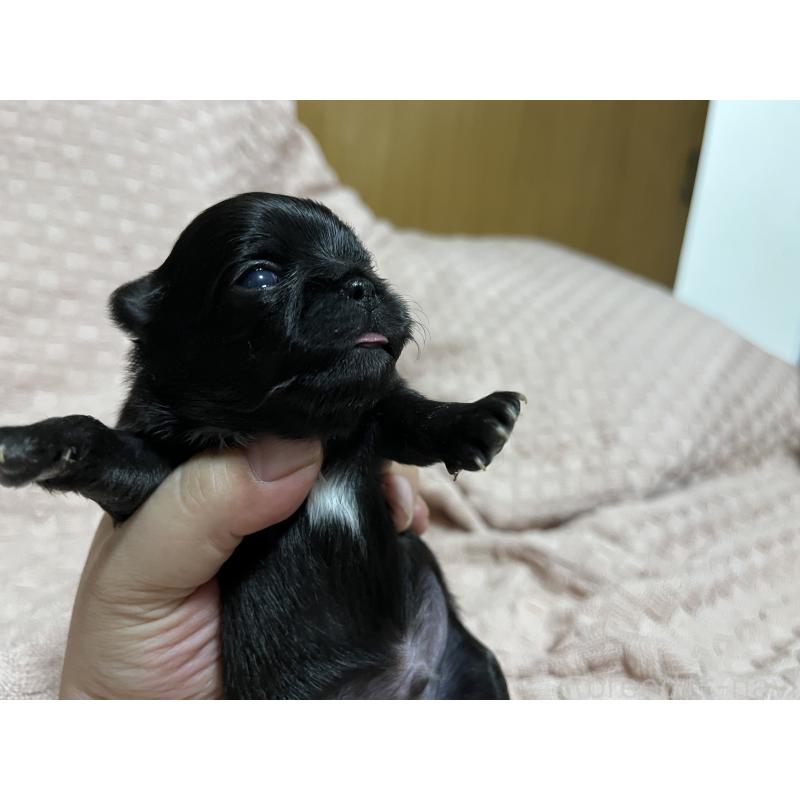 販売中の福岡県のチワワ(ロングコート)-411371の4枚目