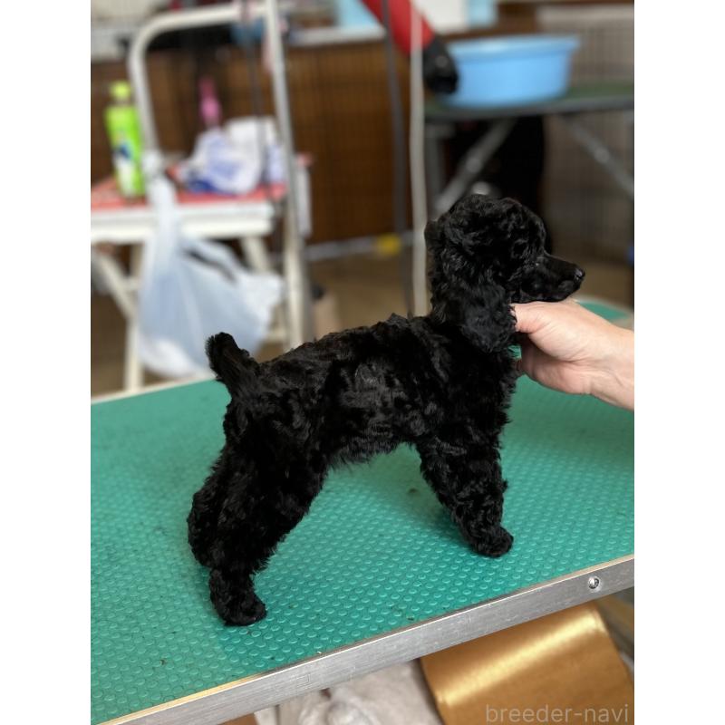 成約済の山梨県のミニチュアプードル-407758の2枚目