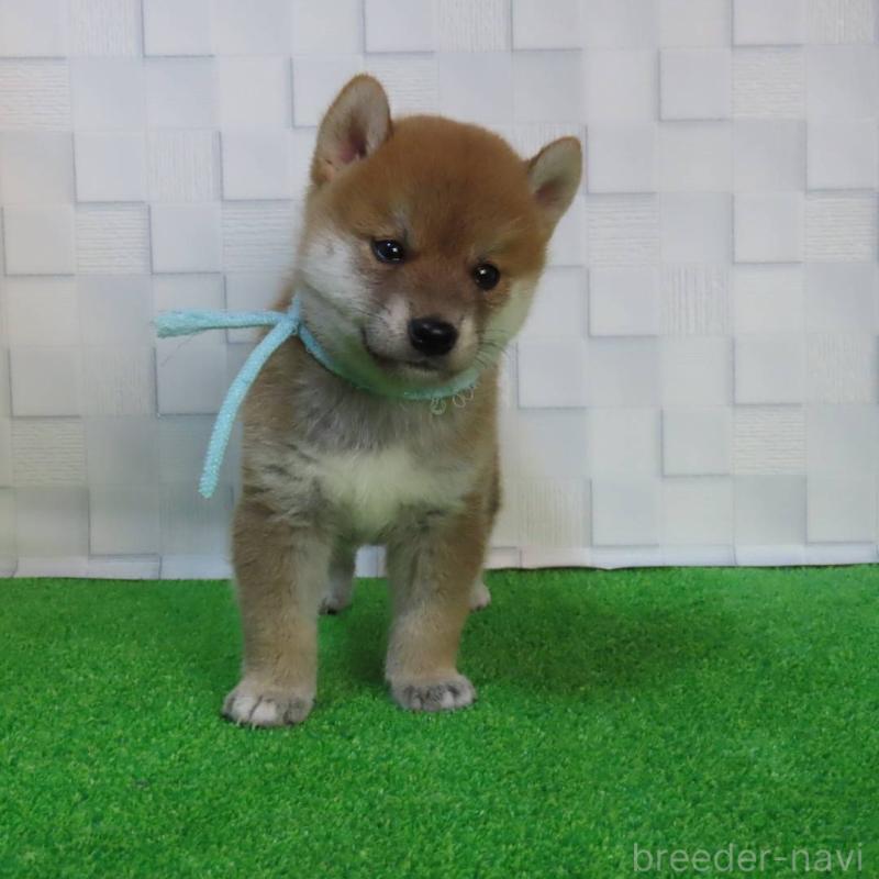 販売中の大阪府の柴犬-411087の1枚目