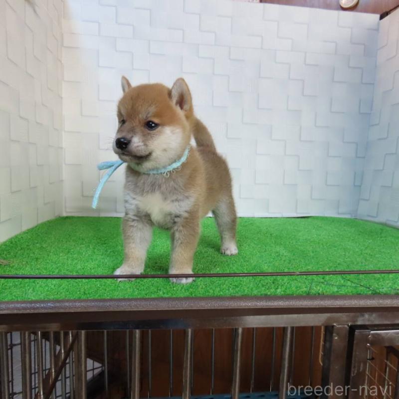 販売中の大阪府の柴犬-411087の7枚目