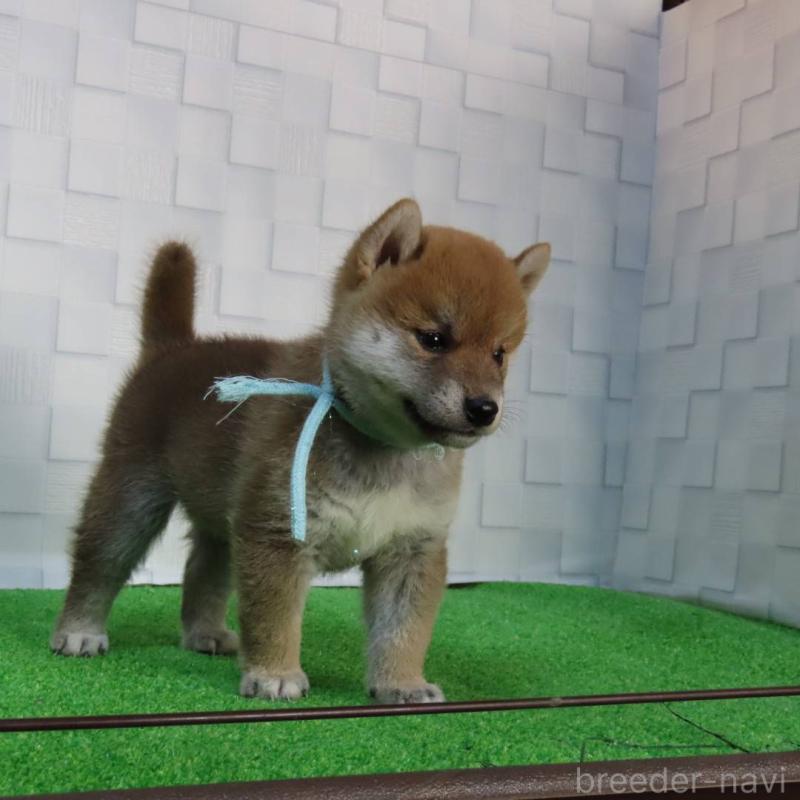 販売中の大阪府の柴犬-411087の5枚目