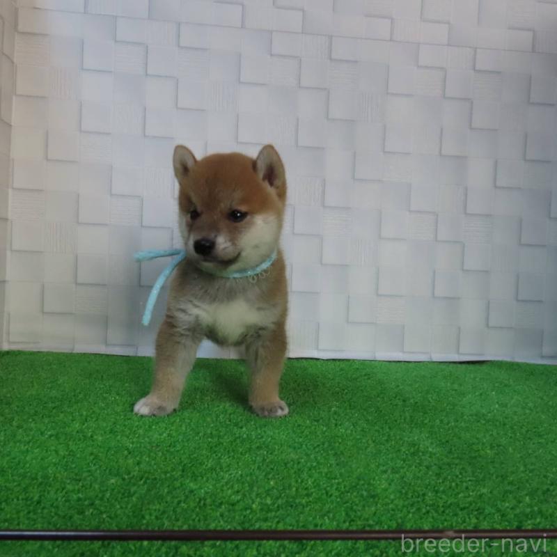 販売中の大阪府の柴犬-411087の4枚目
