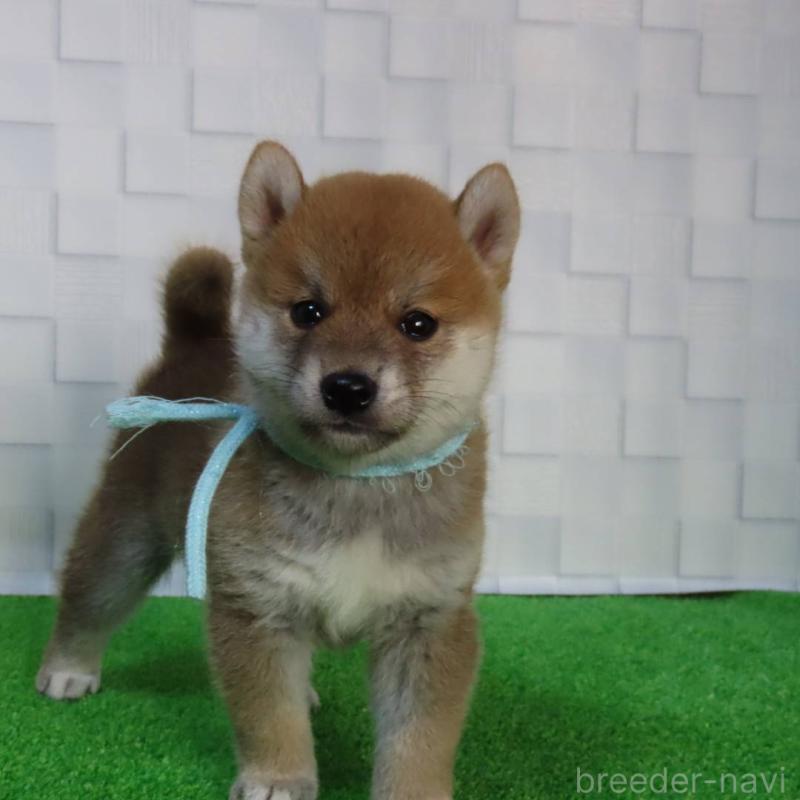 販売中の大阪府の柴犬-411087の3枚目