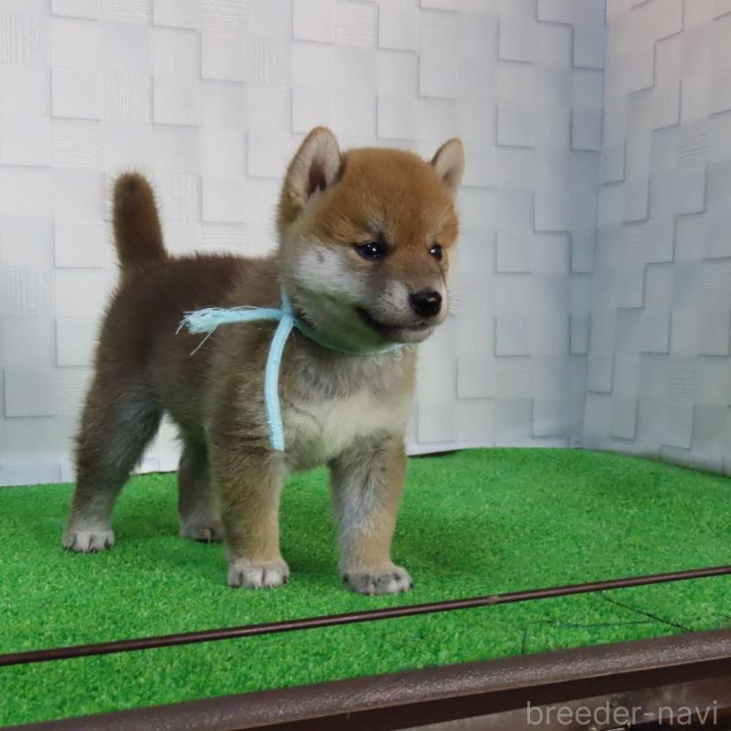 販売中の大阪府の柴犬-411087の2枚目