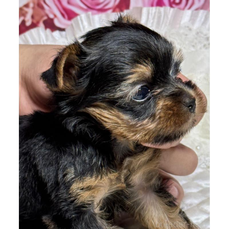 成約済の広島県のヨークシャーテリア-409316の5枚目