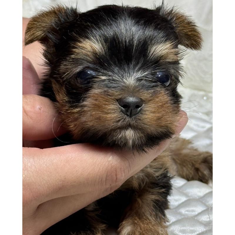 成約済の広島県のヨークシャーテリア-409316の4枚目