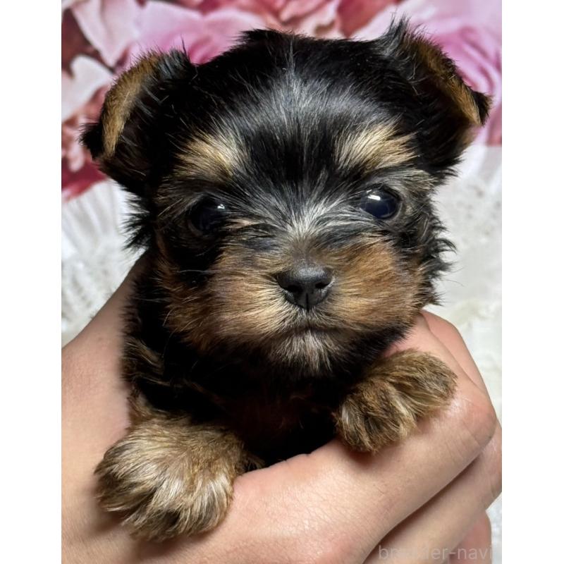 成約済の広島県のヨークシャーテリア-409316の3枚目