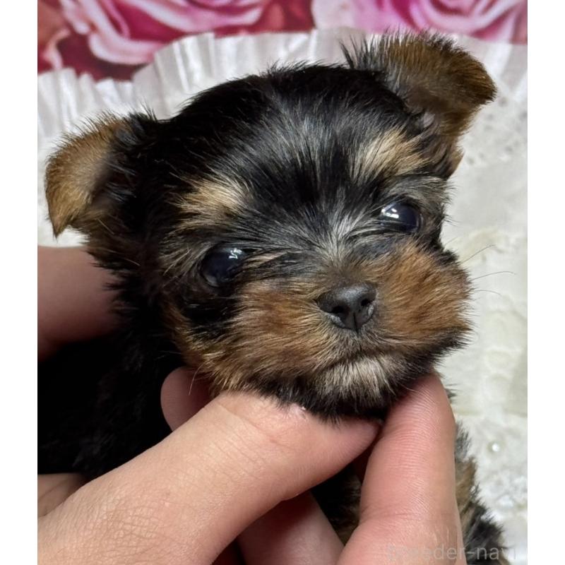 成約済の広島県のヨークシャーテリア-409316の2枚目