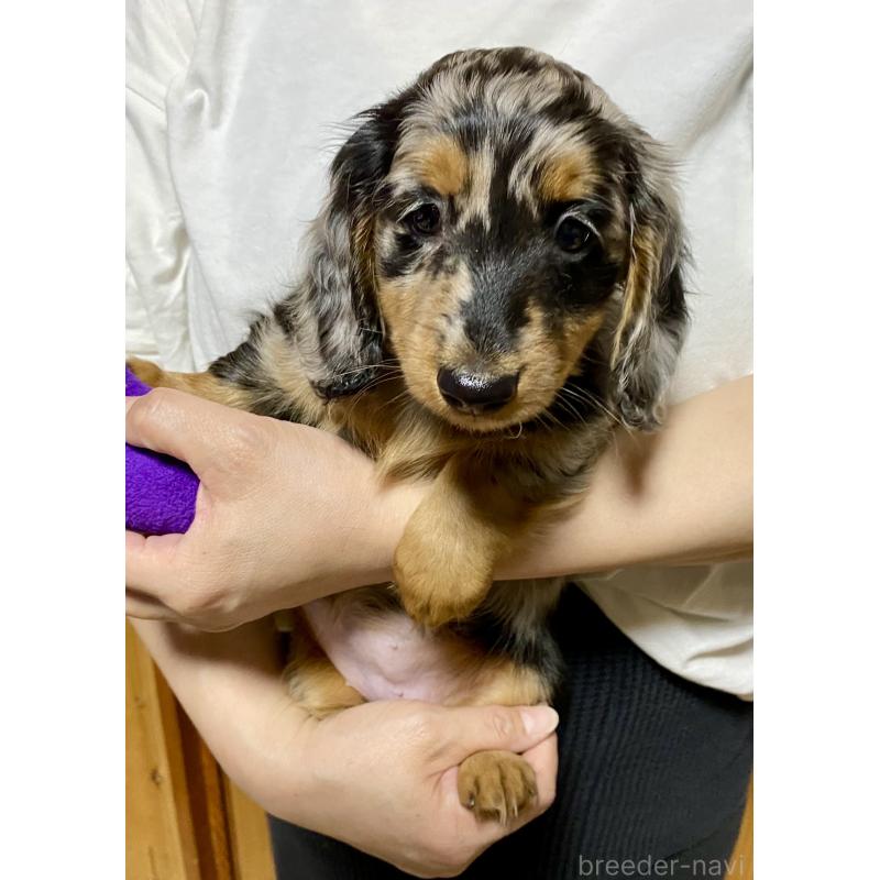 成約済の岐阜県のミニチュアダックスフンド(ロングヘアード)-404490の4枚目