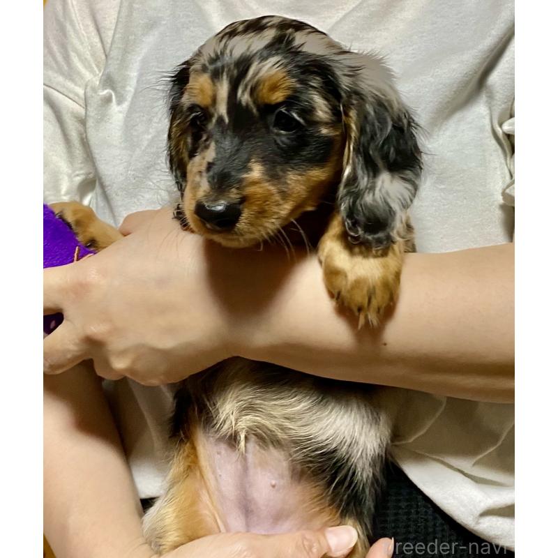 成約済の岐阜県のミニチュアダックスフンド(ロングヘアード)-404490の3枚目