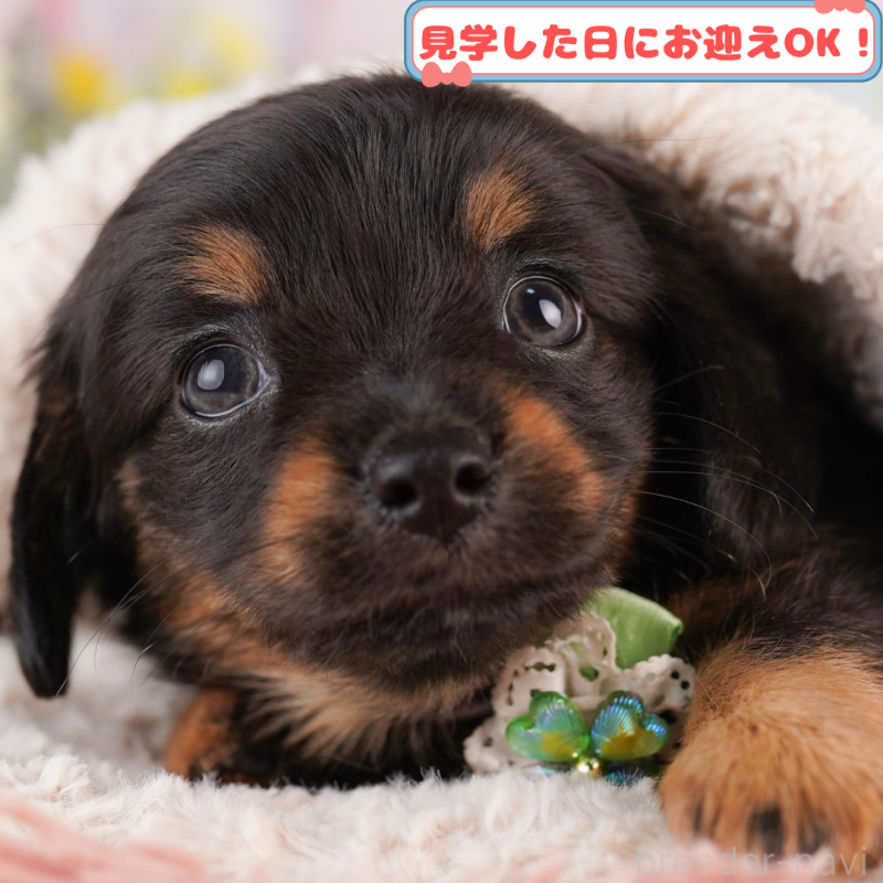 販売中の神奈川県のチワックス:チワワ×ミニチュアダックスフンド-411276の1枚目