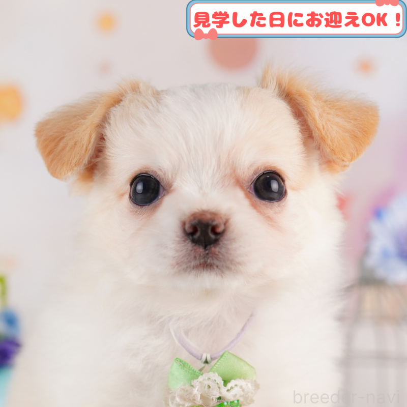 販売中の神奈川県のチワワ(ロングコート)-411271