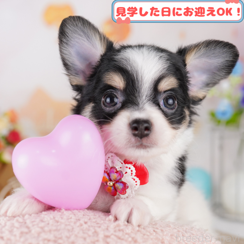 成約済の神奈川県のチワワ(ロングコート)-395482の1枚目