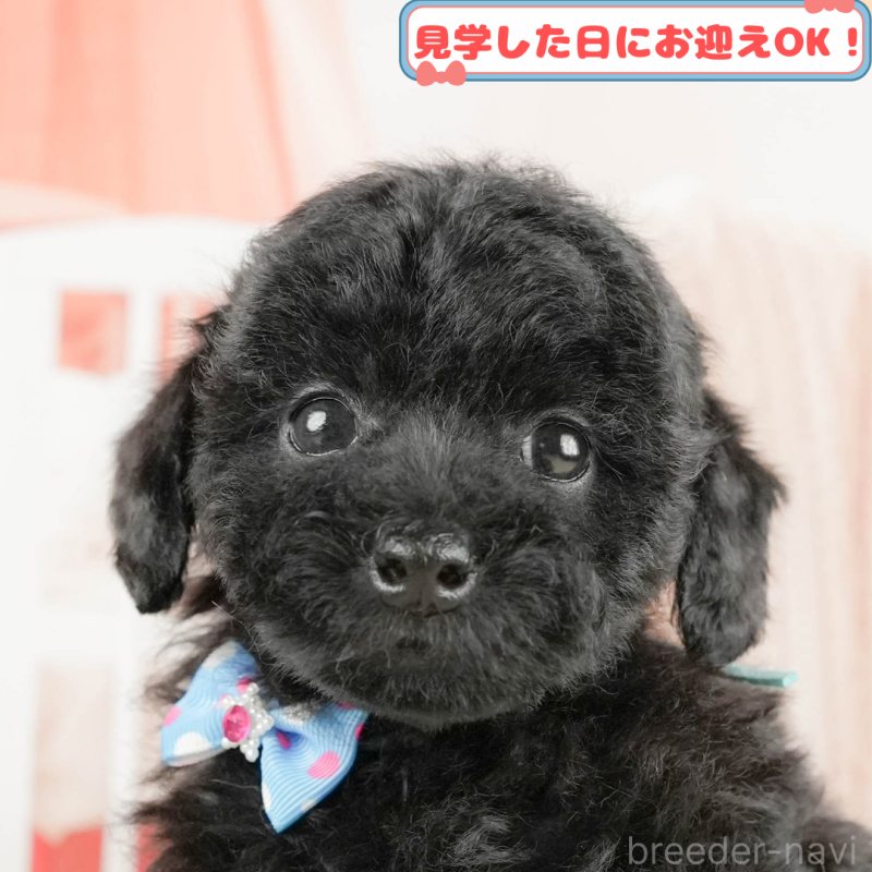 販売中の神奈川県のトイプードル-406912