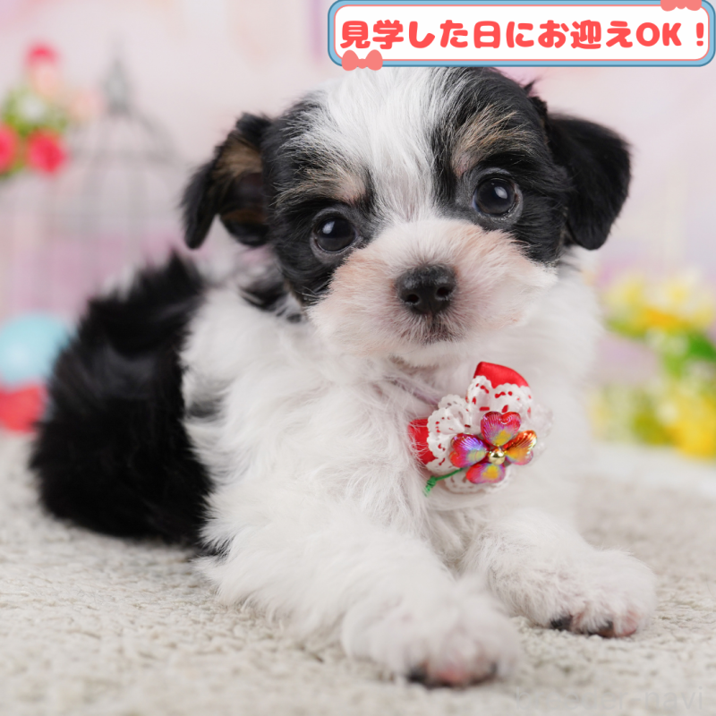 販売中の神奈川県のミックス犬-401854の1枚目