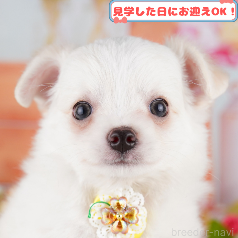 成約済の神奈川県のチワワ(ロングコート)-392349の1枚目