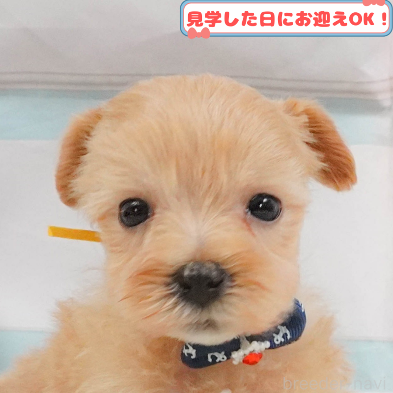 販売中の神奈川県のマルプー:マルチーズ×トイプードル-406471