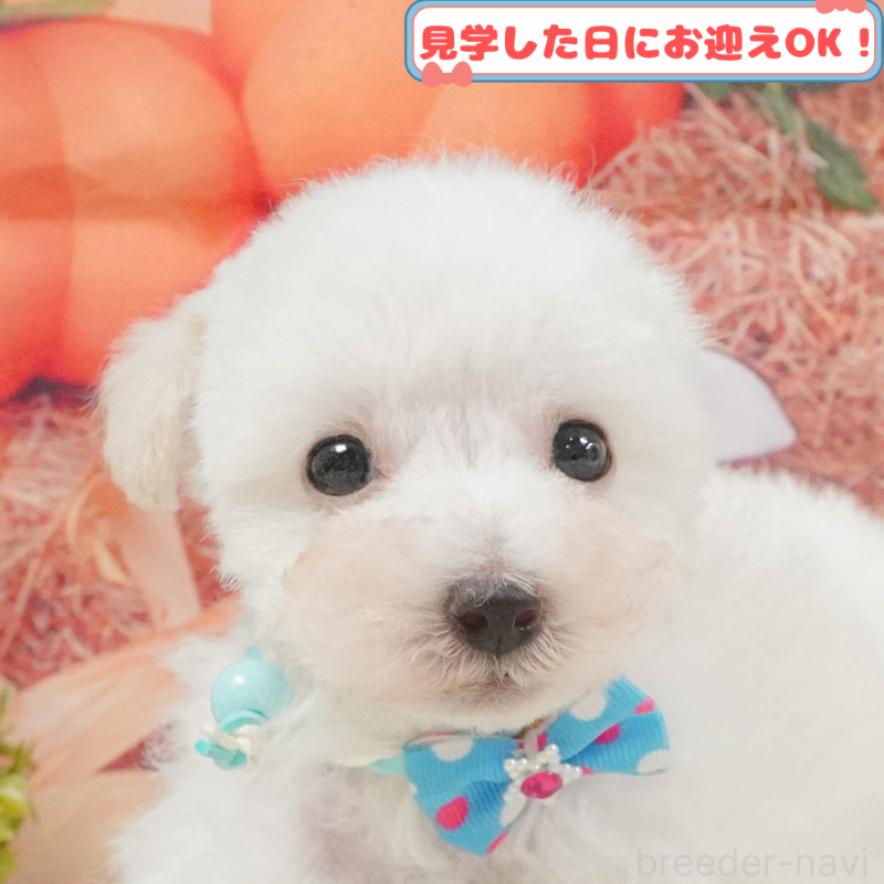 販売中の神奈川県のタイニープードル-409591