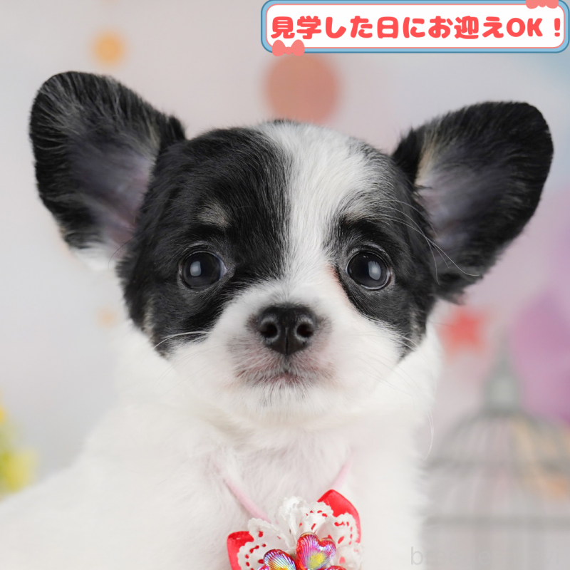 販売中の神奈川県のチワワ(ロングコート)-409587