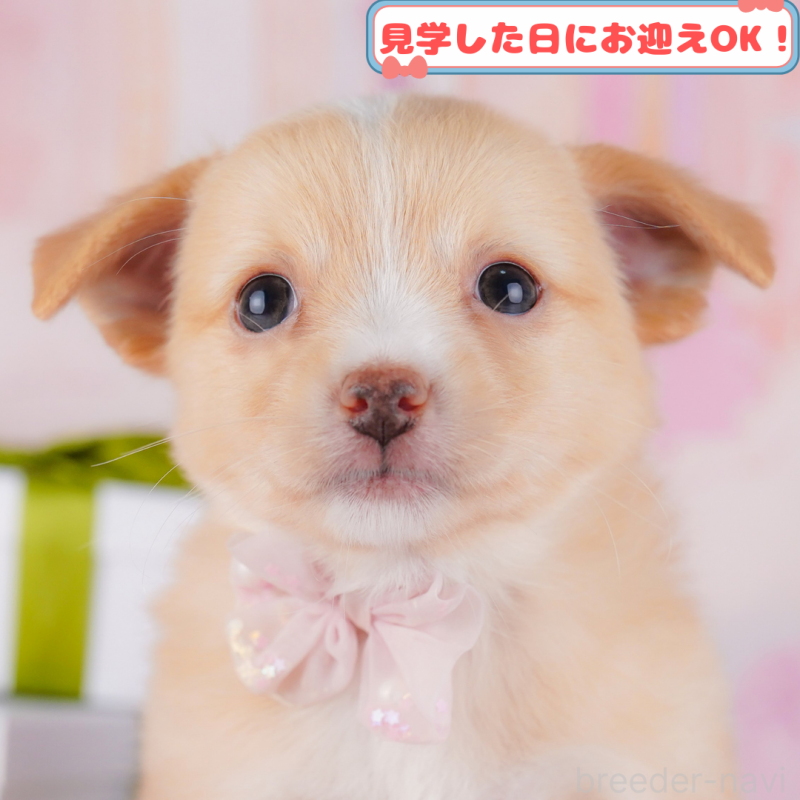 販売中の神奈川県のチワワ(ロングコート)-408058