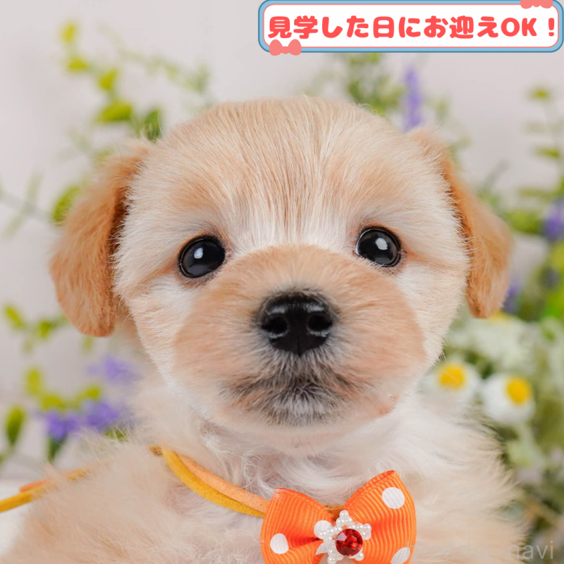 販売中の神奈川県のマルプー:マルチーズ×トイプードル-390332