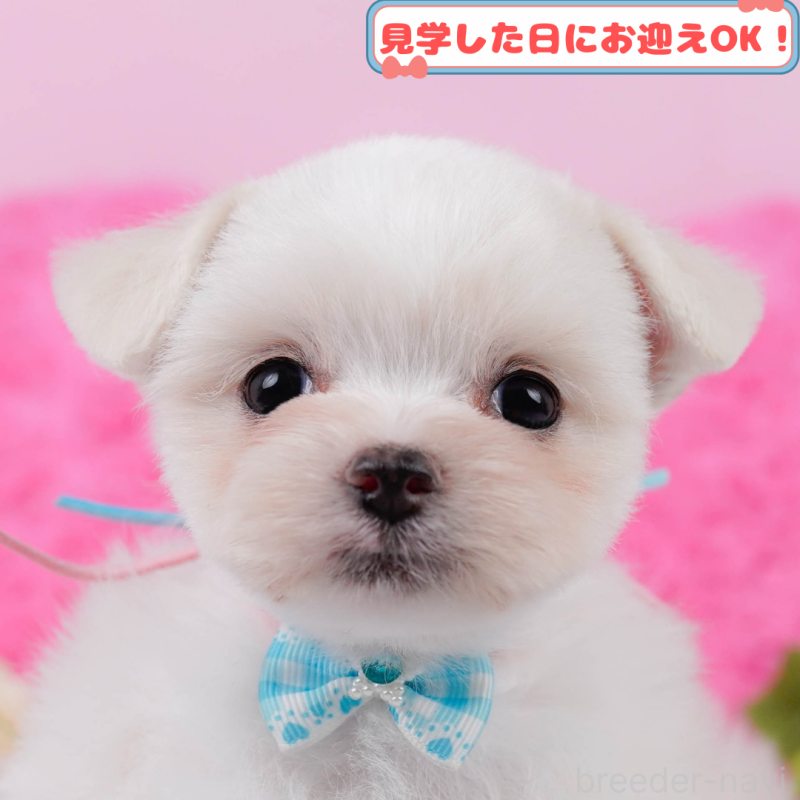 販売中の神奈川県のチワマル:チワワ×マルチーズ-399936