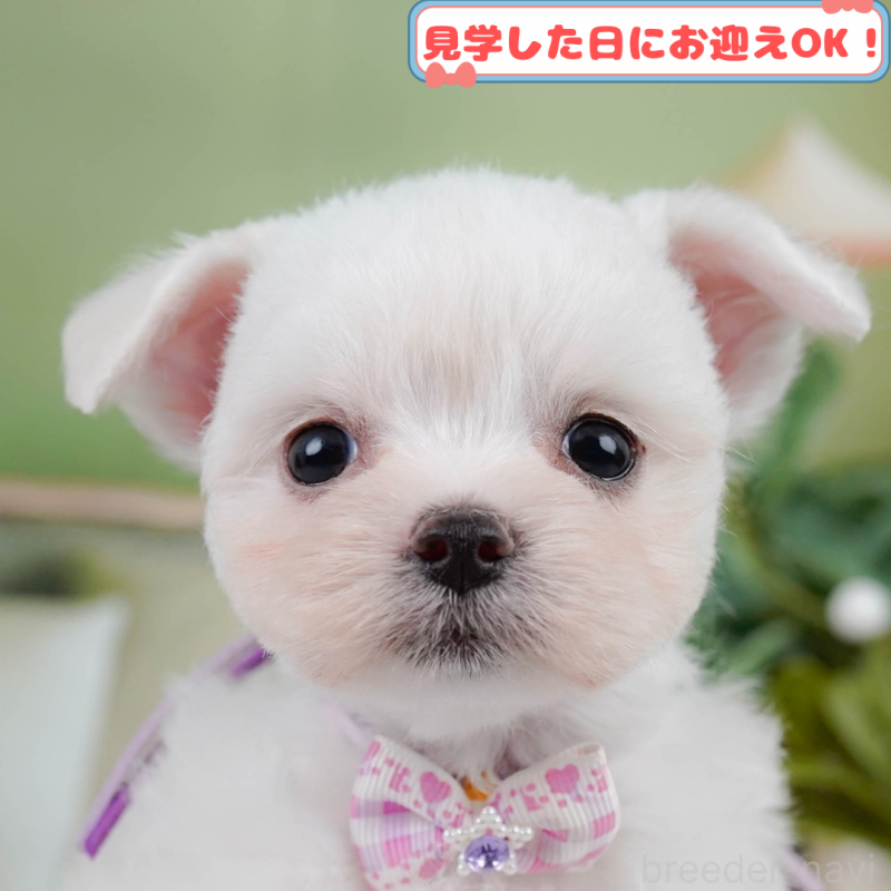 販売中の神奈川県のチワマル:チワワ×マルチーズ-401856の1枚目