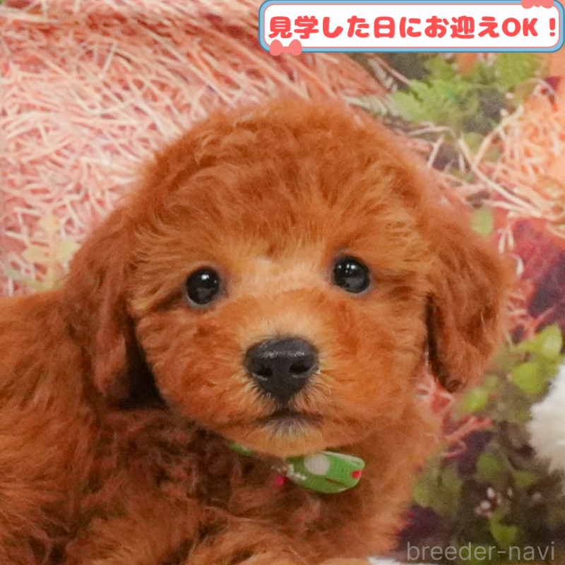販売中の神奈川県のトイプードル-409592
