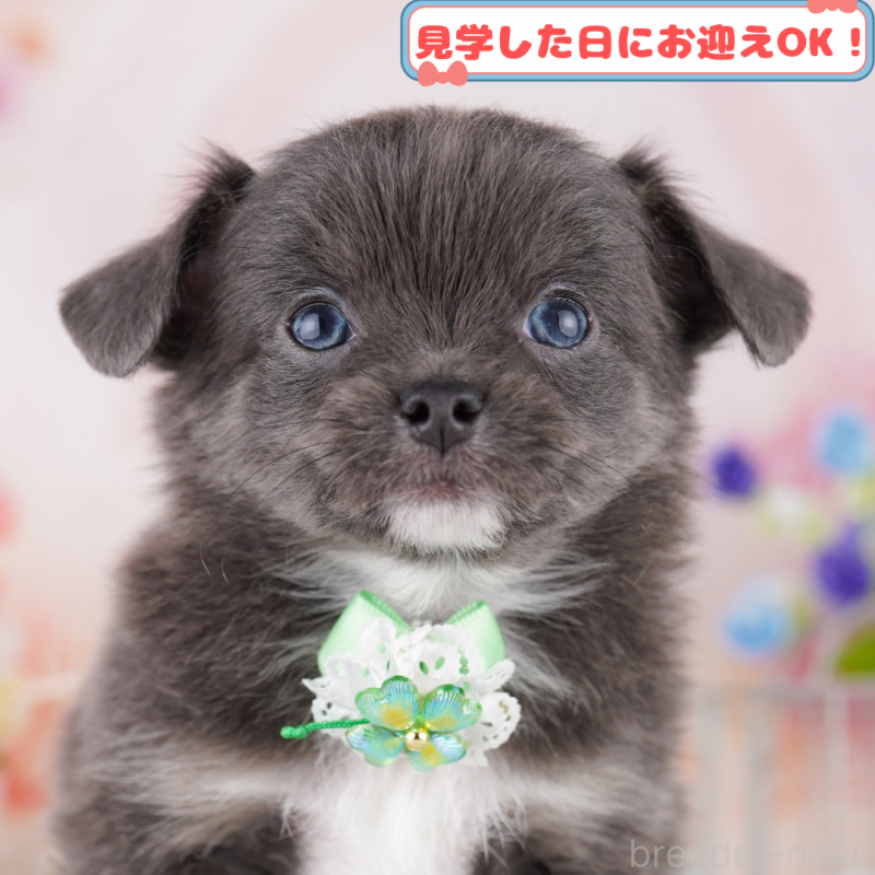 成約済の神奈川県のチワワ(ロングコート)-409586の1枚目