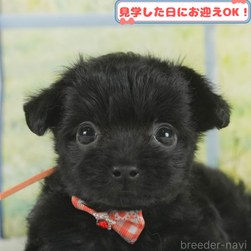 販売中の神奈川県のチワプー:チワワ×トイプードル-406905
