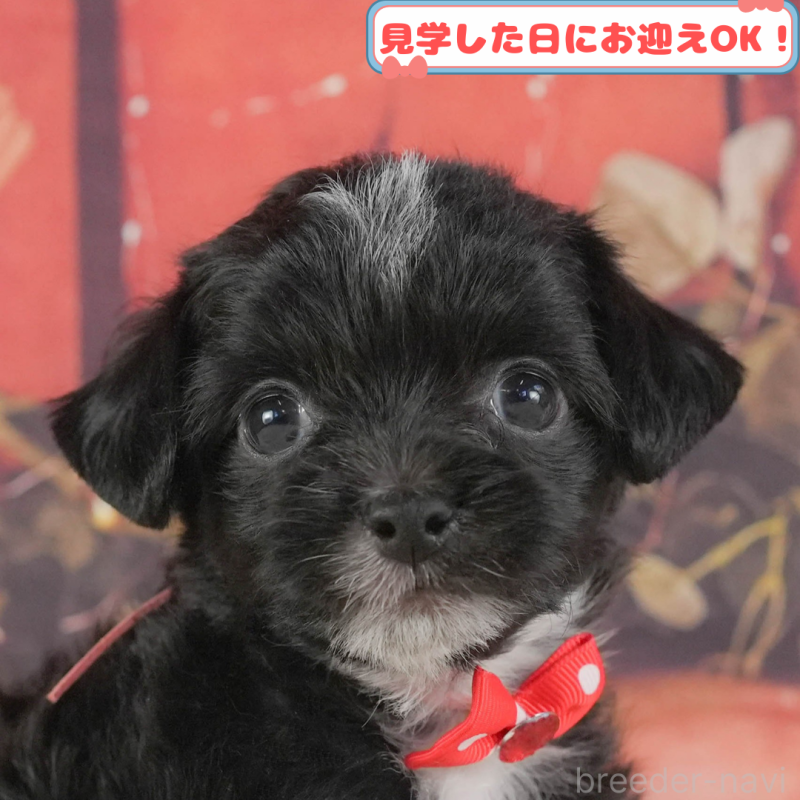 販売中の神奈川県のチワプー:チワワ×トイプードル-406899
