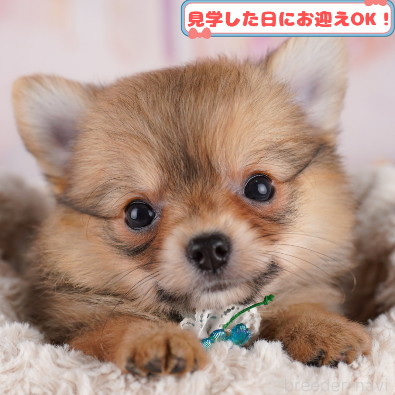成約済ののポメチワ:ポメラニアン×チワワ-409589