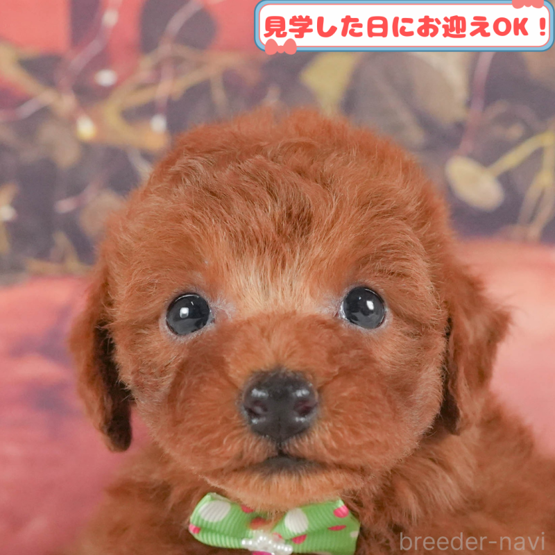 販売中の神奈川県のトイプードル-411400の1枚目