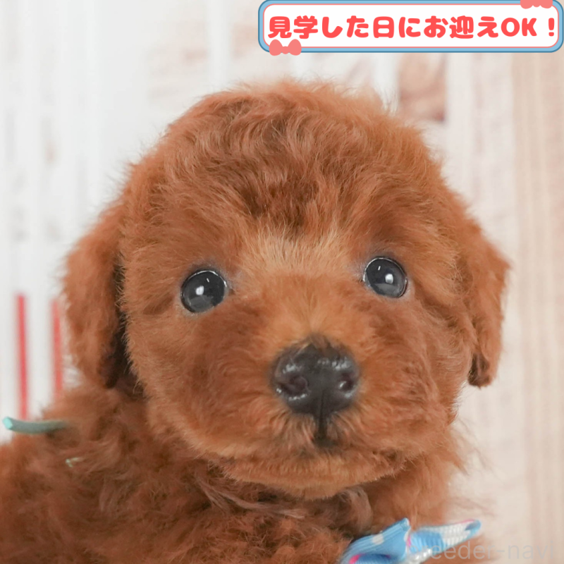 販売中の神奈川県のトイプードル-411402の1枚目