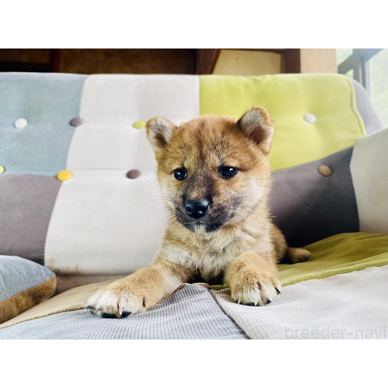 成約済の静岡県の豆柴-409796の7枚目