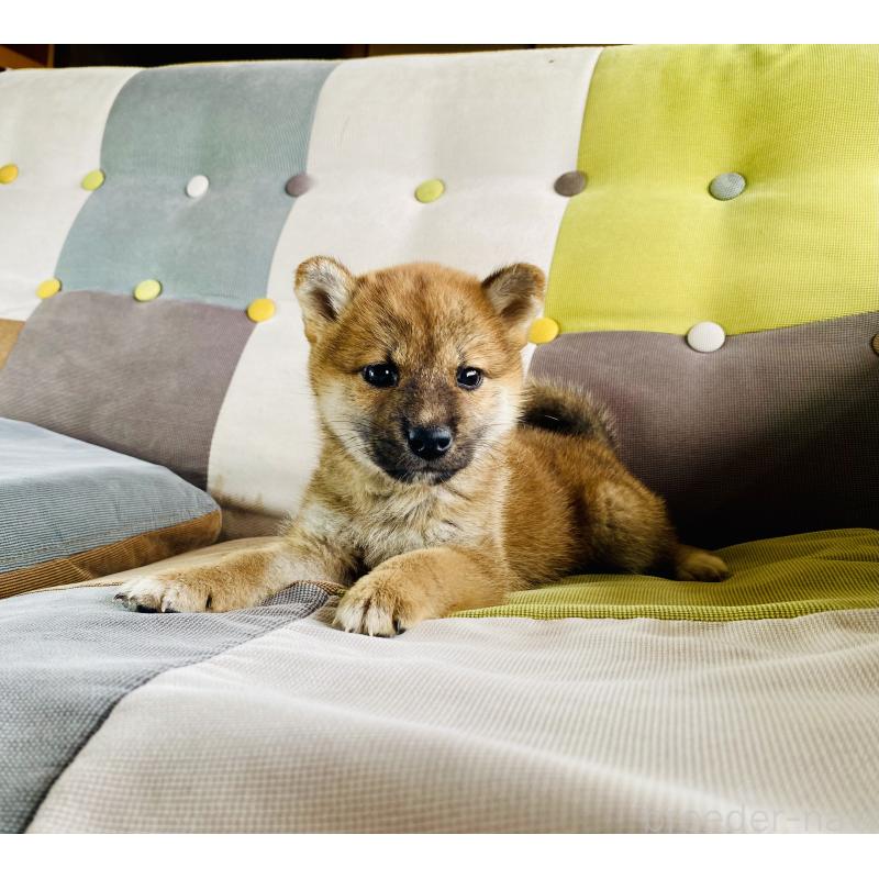 成約済の静岡県の豆柴-409796の6枚目