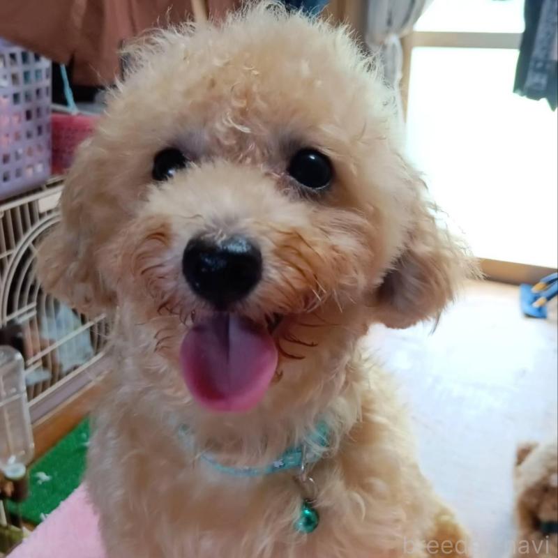 販売中の愛媛県のタイニープードル-367421の1枚目
