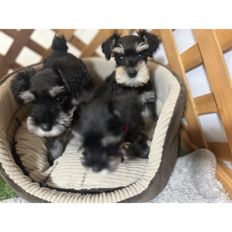 販売中の沖縄県のミニチュアシュナウザー-411427の2枚目