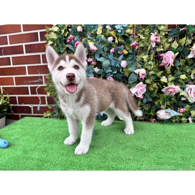 販売中の茨城県のシベリアンハスキー-406709