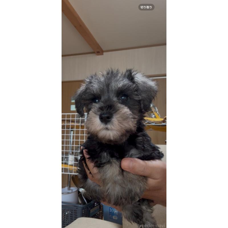 販売中の佐賀県のミニチュアシュナウザー-411430の3枚目