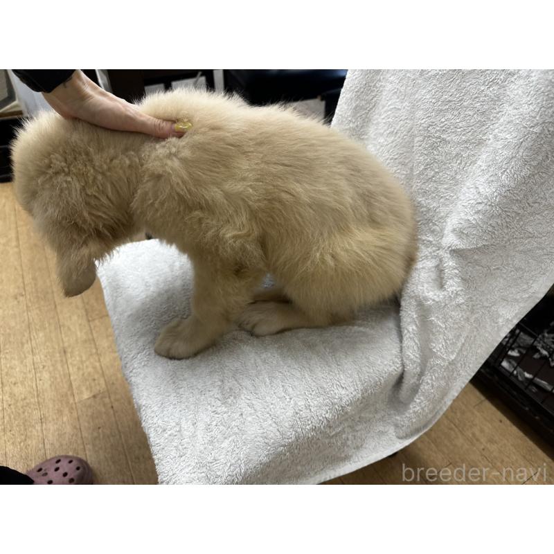販売中の千葉県のゴールデンレトリーバー-402612の4枚目