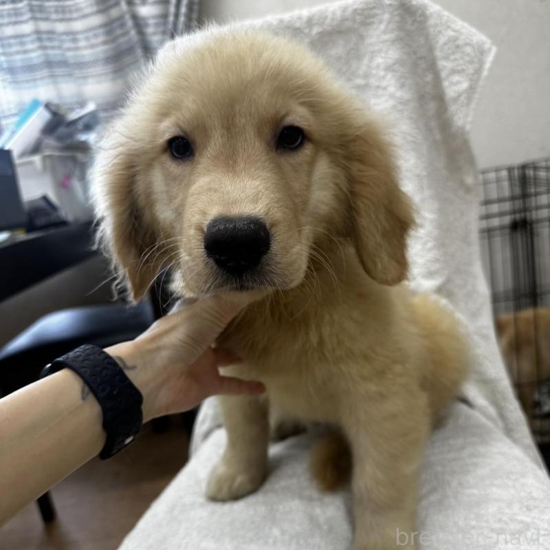 販売中の千葉県のゴールデンレトリーバー-402612