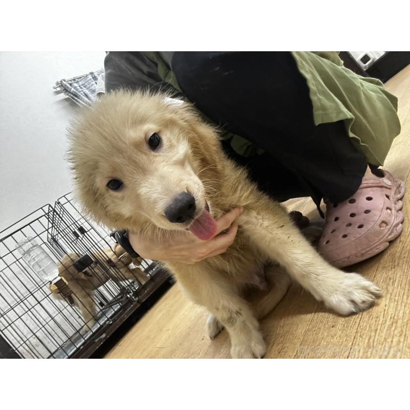 販売中の千葉県のゴールデンレトリーバー-402587の5枚目