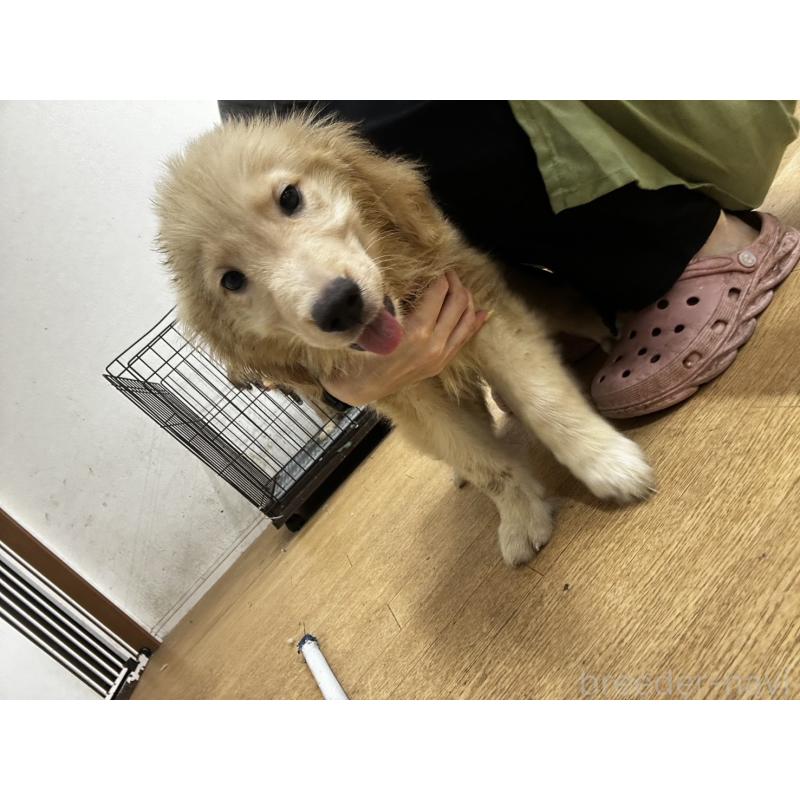 販売中の千葉県のゴールデンレトリーバー-402587の3枚目