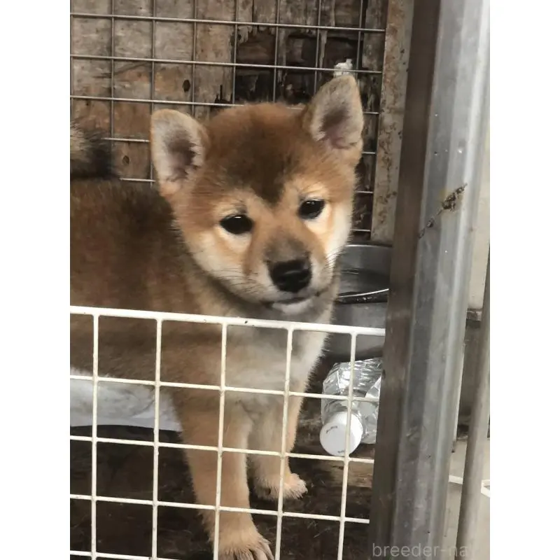 販売中の三重県の柴犬-411435の6枚目